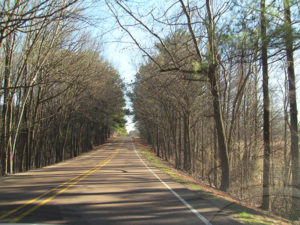 rivermossreiki-road-trees