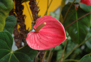 rivermossreiki-hawaii-heart-flower